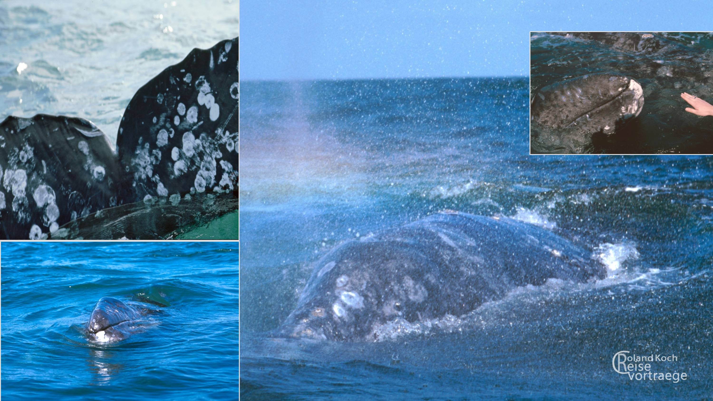 Mexiko, Baja California, Grauwale in der Lagune Ojo de Liebre, Desktopbild, Wallpaper, Hintergrundbild